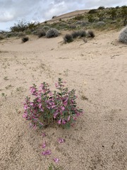 Penstemon albomarginatus
