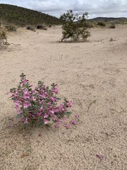 Penstemon albomarginatus
