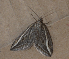 Chesias legatella