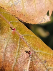 Eriophyes emarginatae