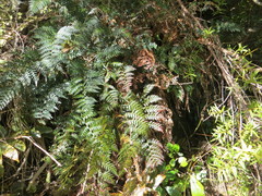 Polystichum oculatum