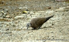 Streptopelia tranquebarica