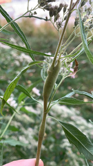 Neolasioptera perfoliata