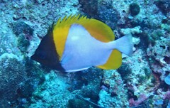 Hemitaurichthys polylepis