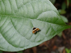 Choreutis