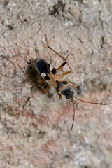 Beosus quadripunctatus