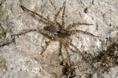 Pardosa
