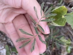 Desmanthus acuminatus