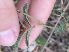 Desmanthus acuminatus