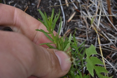 Galium boreale