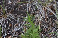 Galium boreale