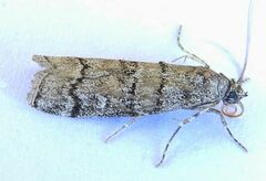 Dioryctria subtracta