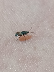 Oxycarenus hyalinipennis