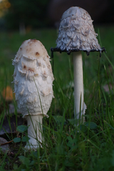 Coprinus comatus