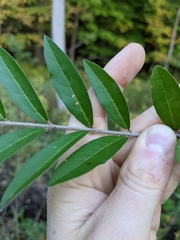 Ligustrum obtusifolium