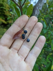 Ligustrum obtusifolium