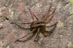 Pardosa lugubris