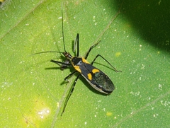 Zelus longipes