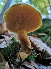Suillus cavipes