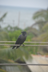 Corvus splendens
