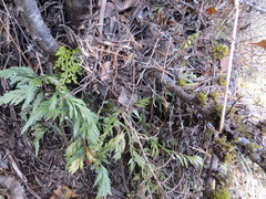 Asplenium appendiculatum appendiculatum