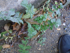 Sisymbrium officinale