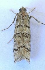 Dioryctria subtracta