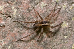 Pardosa lugubris