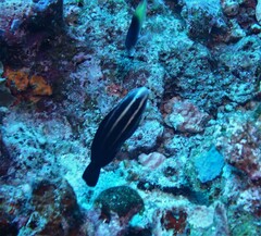 Chlorurus microrhinos