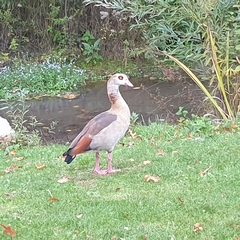 Alopochen aegyptiaca