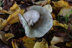 Russula