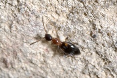 Anthelephila pedestris