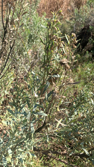 Baccharis salicina