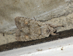 Lithophane ornitopus