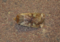 Conistra erythrocephala