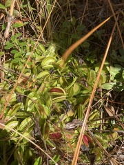Dionaea muscipula