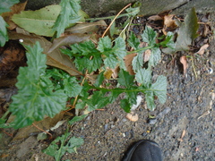 Sisymbrium officinale