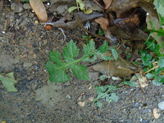 Sisymbrium officinale