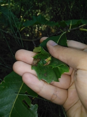 Dryocosmus kuriphilus