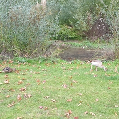 Alopochen aegyptiaca