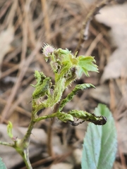 Rubus pensilvanicus