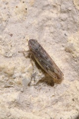 Psammotettix alienus