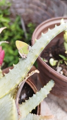 Callophrys xami xami