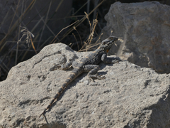 Laudakia vulgaris