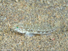 Gobius niger