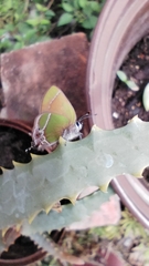 Callophrys xami xami