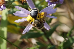 Andrena braccata