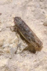 Psammotettix alienus