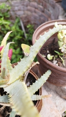 Callophrys xami xami