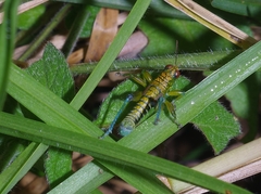 Acrididae